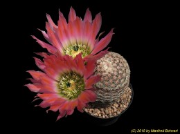 Echinocereus ctenoides 1186